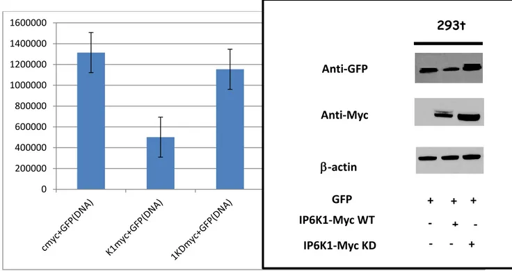 Fig  11.  IP6K1  suppress  the  GFP  express  ion  showing  a  general  down  regulation  effect