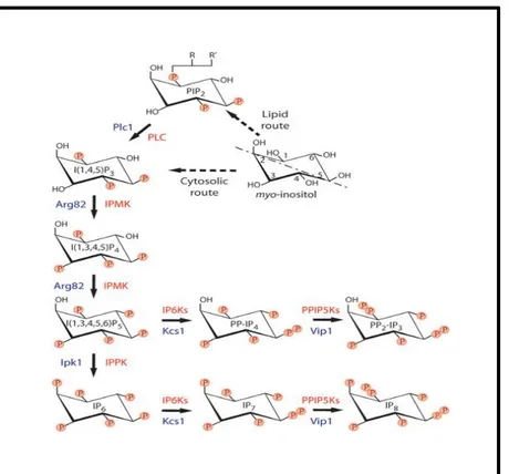Fig. 1. IPK family members (including IPMK and IP6K mediate the sequential, combinatorial phosphorylation of IP3  to generate a novel class of poorly defined second messengers—“higher” inositol polyphosphates
