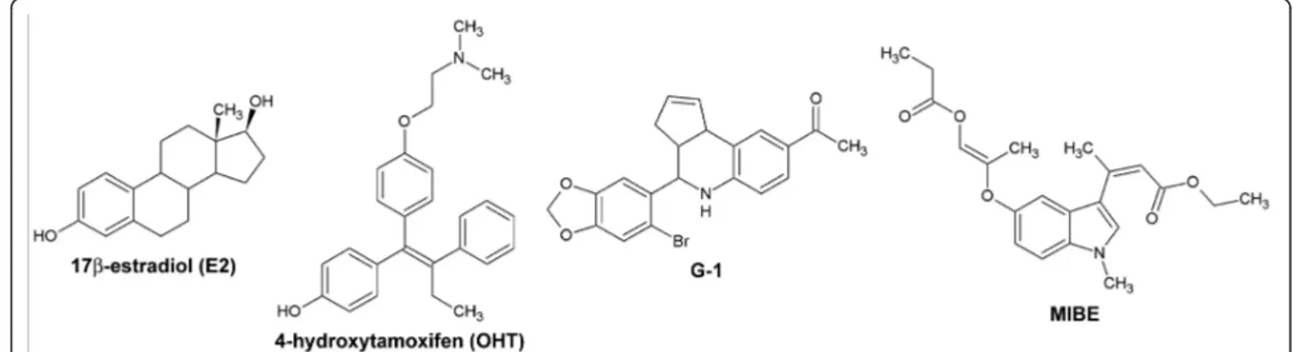 Figure 1 Chemical structures of compounds used. 17beta-estradiol (E2), 4-hydroxytamoxifen (OHT), G-1 and ethyl 3-[5-(2-ethoxycarbonyl-1- 3-[5-(2-ethoxycarbonyl-1-methylvinyloxy)-1-methyl-1H-indol-3-yl]but-2-enoate (MIBE).