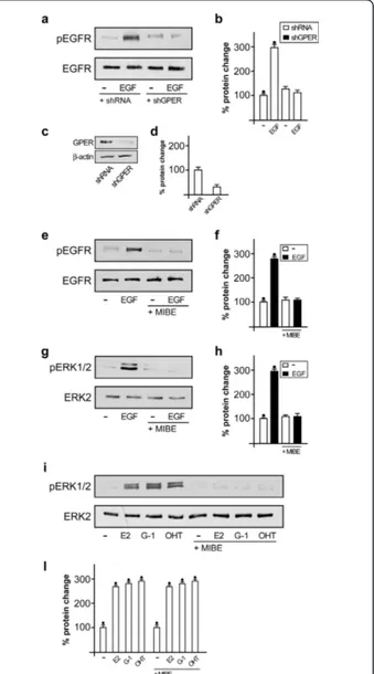 Figure 5 MIBE inhibits gene expression and proliferation induced by E2 in MCF7 cells. (a) Evaluation of mRNA expression of Cyclin D1 (Cyc D1), IRS-1, Progesterone Receptor (PR) and pS2 by real-time PCR in MCF7 cells