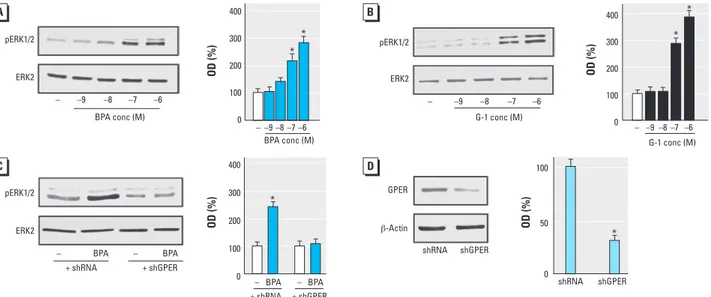 Figure 2. Induction of ERK1/2 phosphorylation (pERK1/2) by BPA and G‑1 through GPER in CAFs