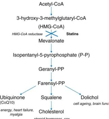 Figure 2: Mevalonate pathway 