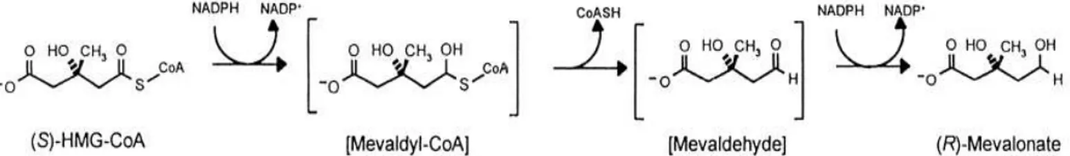 Figure 6: Reaction of HMGR 