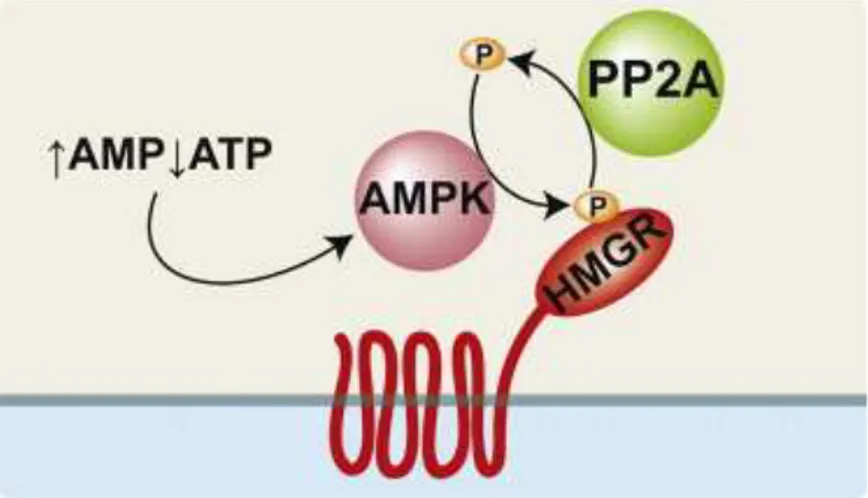 Figure 8: Regulation of HMRG by AMPK 