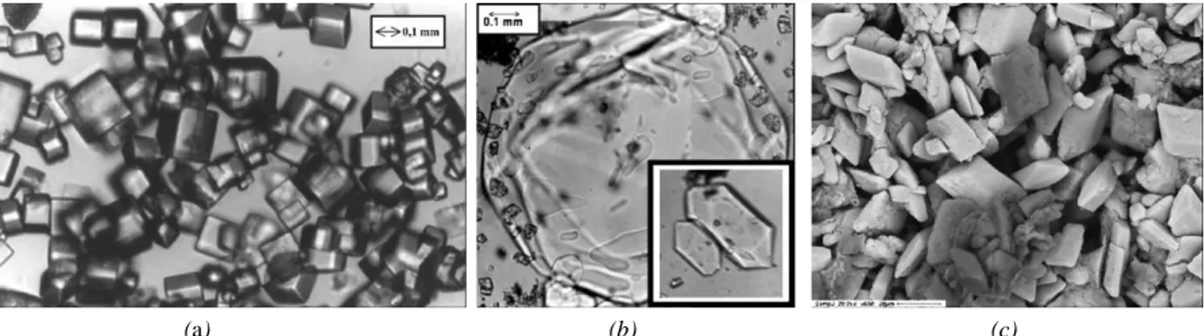Figure 3.2: Crystal images obtained in the study by Drioli et al. [14]. (a) NaCl, (b) MgSO 4 