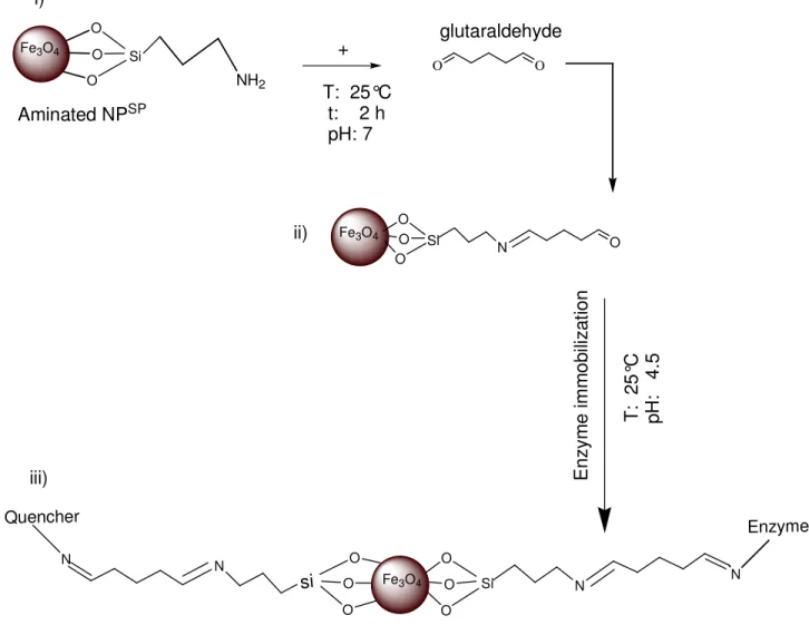 Figure  2 :  Schematic  representation  of:  i)  aminated  NP SP   and  covalent  immobilization  of 
