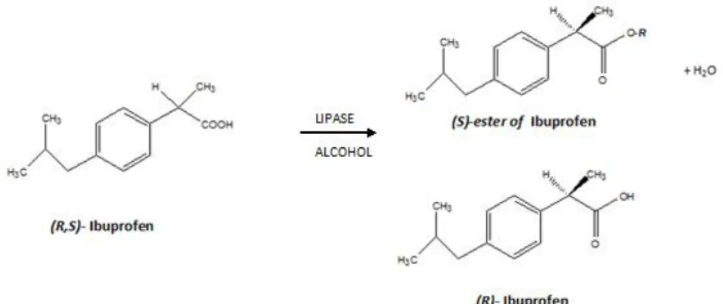 Figure 4.2. Enantioselective esterification of (R,S)-ibuprofen with alcohol using lipase of  Rhizomucor miehei (RML)