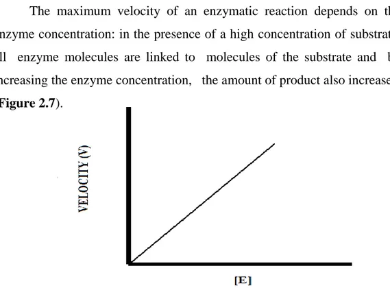 Figure 2.7 . Representation  of relationship between enzyme concentration and velocity of 