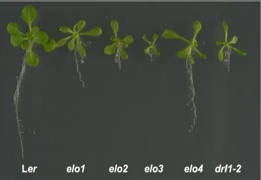 Figure 8. Comparison of the elo and drl1-2 mutant seedlings with Ler (22 DAG). (Nelissen H., et al, 2005)