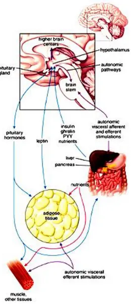 Figure  4:  Regulation  of  energy  homeostasis.  This  schematic  diagram  shows  the  relationship  between  adipose  tissue, digestive processes and functions of the central nervous system