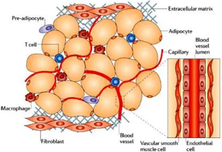 Figure 5: Components of adipose tissue. Adipocytes are the main cellular component of adipose tissue, and they  are crucial for both energy storage and endocrine activity