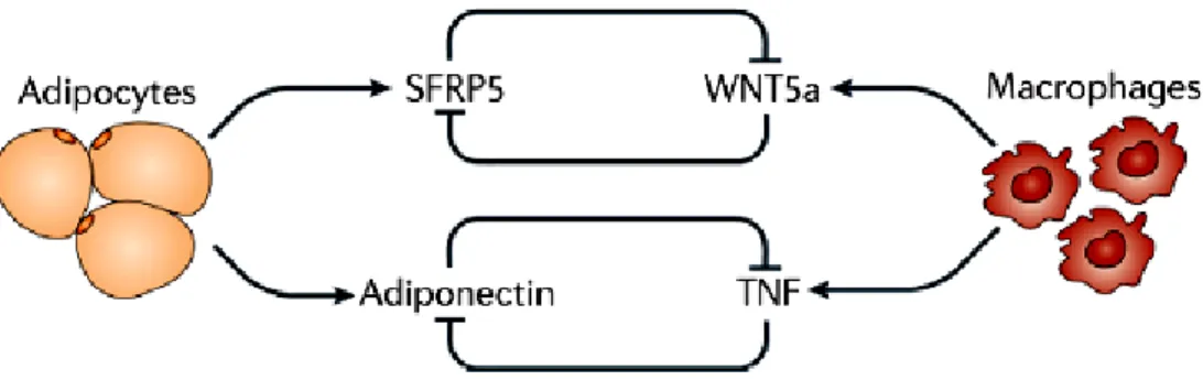 Figure  8:  Examples  of  intercellular  communication  between  different  adipose  tissue  cell  types  include  the  counter-regulation between adiponectin and TNF, and between SFRP5 and WNT5a