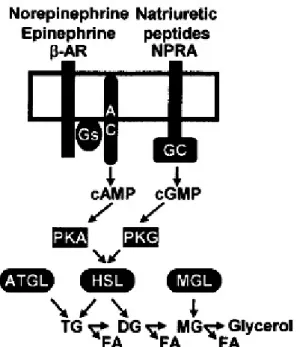 Figure  15:  Model  for  stimulatory  pathways  in  human  adipose  tissue  lipolysis