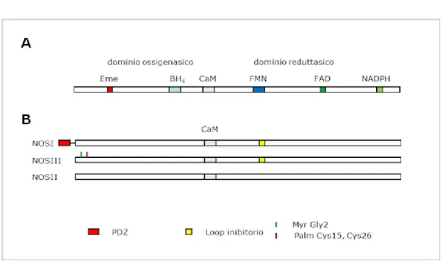 Figura  2.  Rappresentazione  schematica  dei  domini  dell’enzima  NOS  (A)  e  dei  tre  enzimi NOS (B) 