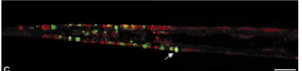 Figura  7.  Localizzazione  dell’attivazione  di  ERK  e  dell’apoptosi.  Doppia  colorazione, in rosso per le cellule immunopositive a P-ERK ed in verde per le cellule  apoptotiche rivelate con il TUNEL 