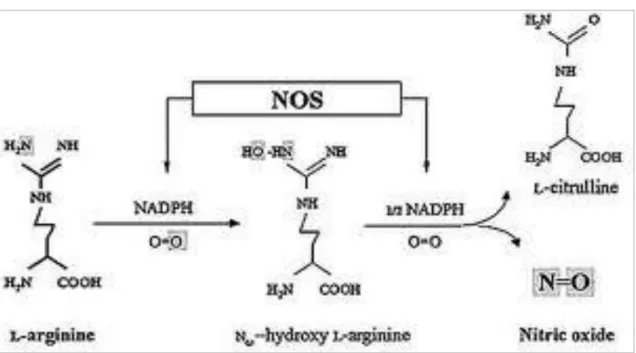 Figura  1.  Sintesi  dell’NO  mediante  le  due  reazioni  di  monossigenazione  catalizzate  dalla NOS  