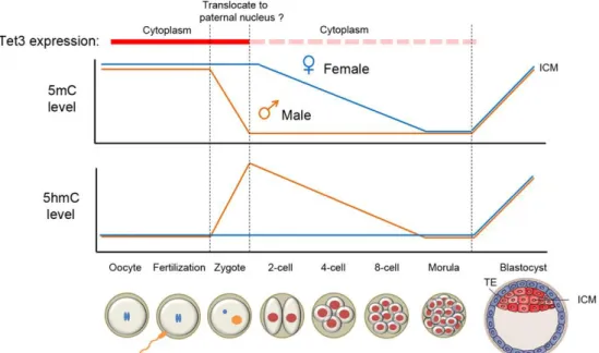 FIGURE  9.  Dynamic  changes  of  5mC  and  5hmC   levels  in  the  paternal  and  maternal  genomes  during pre-implantation development.