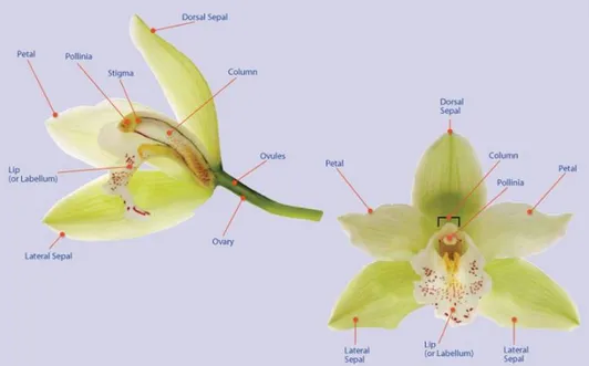 Fig. 2 Orchid floral anatomy 