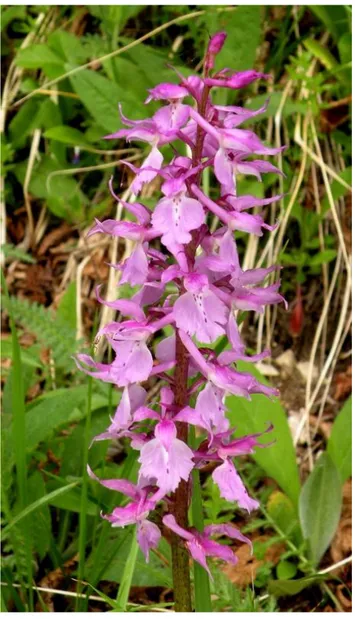 Fig. 8 Orchis mascula (L.) 