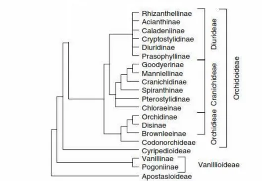 Fig. 1 Systematic cladogram 