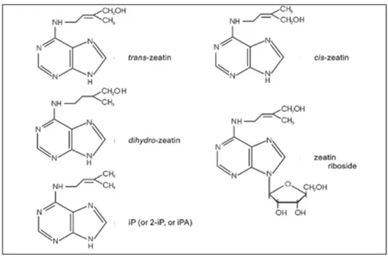 Figure 4.1.2: Molecular structure of cytokine. From George et al., 2007