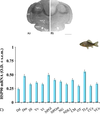 Fig. IV.7 Distribuzione del trascritto dell’HSP90 in alcune aree encefaliche di  Carassius 