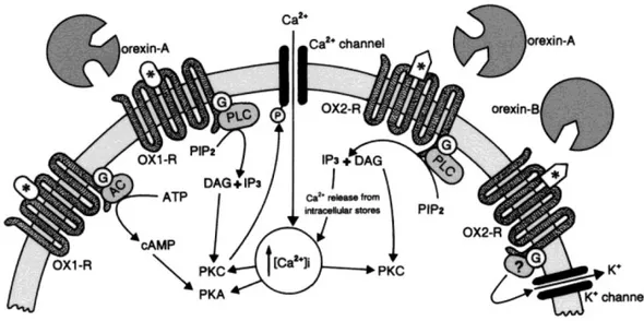 Fig.  II.8  Rappresentazione  dei  principali  pathways  trasduzionali  attivati  dall’interazione  dell’ORX-A e dell’ORX-B con i propri recettori (Spinazzi et al., 2006)