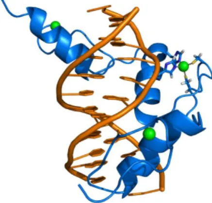 Fig. I.8. Interazioni di una proteina “zinc finger” con frammenti di DNA                                                   