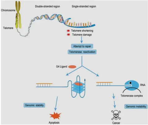 Fig. I.21. Stabilizzazione dei G-quadruplex e conseguente stabilità (apoptosi)                                    o instabilità genomica (cancro) 