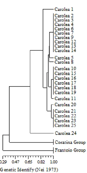 Figure 7. Dendrogram of olive genotypes analyzed, obtained 