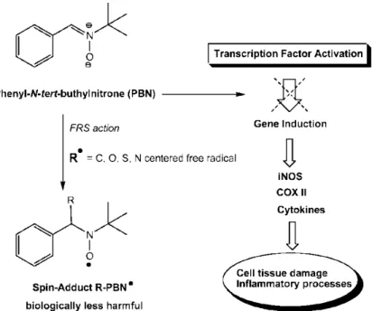 Figure 2.2: Antioxidant and neuroprotective mechanisms of PBN action. 