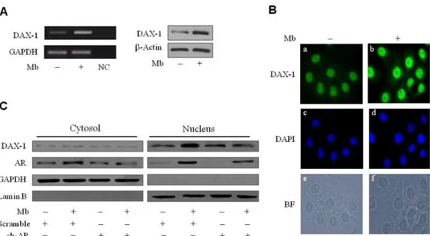 Figure  6.  DAX-1  expression  is  modulated  by  ligand-activated  AR  in  MCF-7  cells