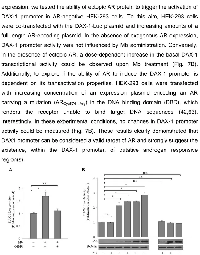 Figure  7.  Mb-induced  activation  of  DAX-1  gene  promoter  requires  integrity  of  the  AR  DNA 