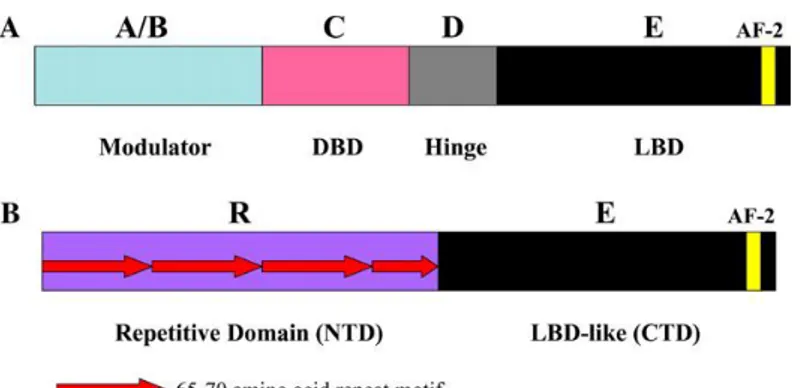 Figure 3. Comparison of functional domain structure of members 