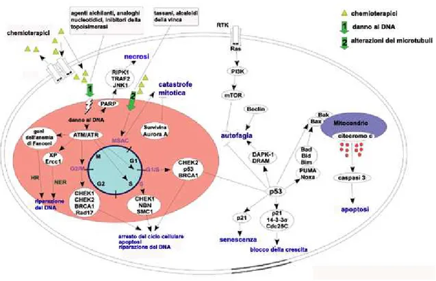 Fig. 1.3) Principali pathways coinvolte nella morte cellulare indotta dai chemioterapici
