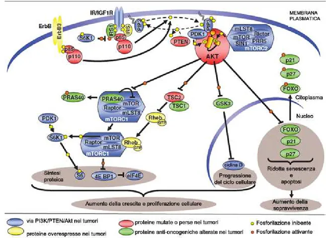 Fig.  1.4)  Coinvolgimento  di  PI3K/Akt  nell’oncogenesi  e  nella  chemioresistenza