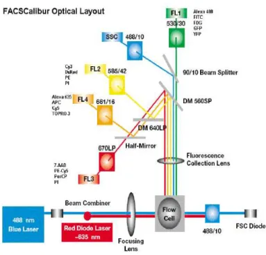 Fig  3.1)  Rappresentazione  del  sistema  ottico  del  FacsCalibur.  Immagine  ottenuta  dal  sito  internet 