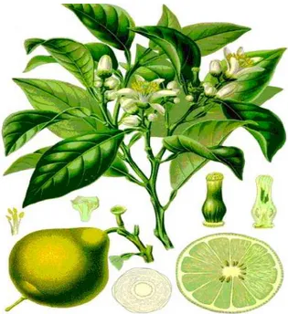 Fig. 1.1) Citrus bergamia