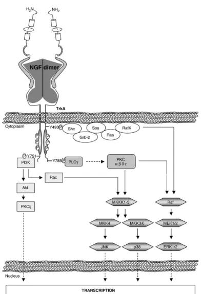 Fig.  3  Pathways  attivati  da  TrkA.  Il  NGF  inducendo  la  dimerizzazione  del  recettore  TrkA ne promuove l’autofosforilazione e determina l’attivazione di specifici pathways