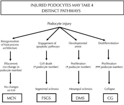Fig. 7 Rappresentazione schematica dei 4 differenti pathways messi in atto dai  podociti in risposta ad un danno (Tratta da Barisoni et al, 2009) 