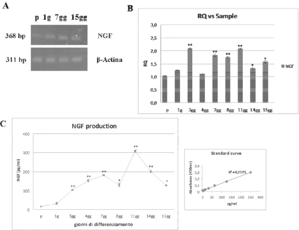 Fig. 9 Analisi dell’espressione genica e proteica del NGF. L’RNA è stato raccolto dai  podociti  proliferanti  e  a  differenti  stadi  della  maturazione  cellulare