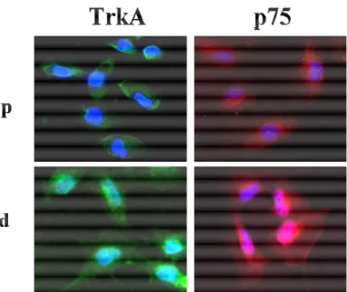 Fig.  11.  Analisi  mediante  immunofluorescenza  dell’espressione  proteica  dei  recettori TrkA e p75 in podociti umani immaturi (p) e completamente differenziati  (d)