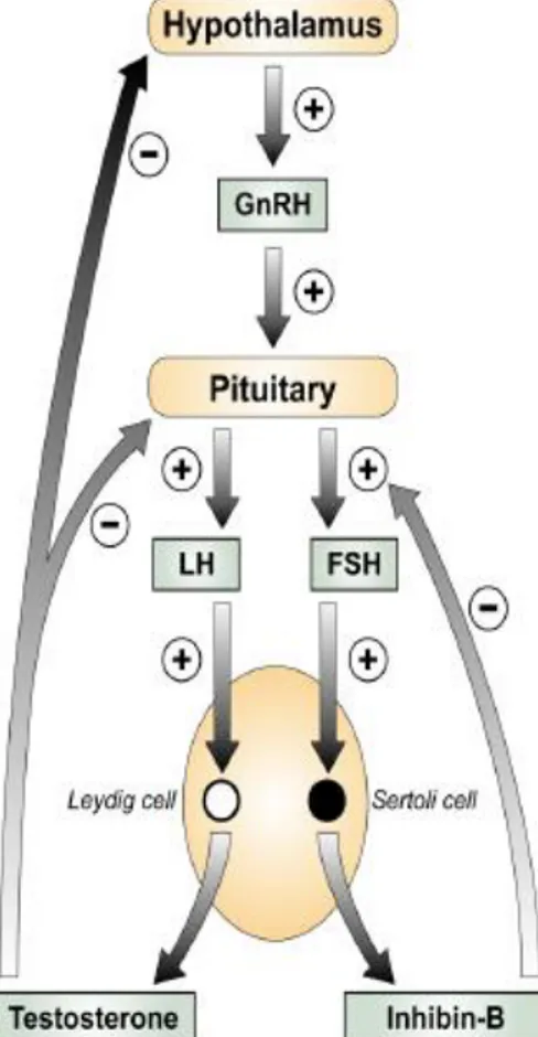 Figure 1.2. The male HPG axis. Gonadotrophins (LH and FSH) released from the anterior pituitary 
