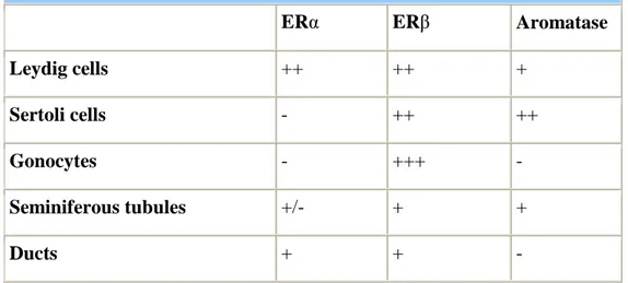Table 2. ERs and Aromatase distribution in the rodent fetal testis. 