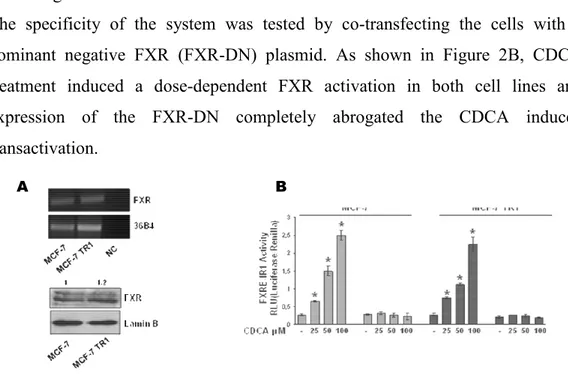 Figure  2.  Expression  of  FXR  in  breast  cancer  cells.  (A)  Total  RNA  was  extracted  from  MCF-7  and  MCF-7  TR1  cells, 