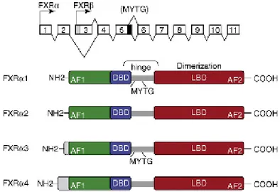 Figure 2. Schematic representation of the exon–intron organization of FXRα gene and relative protein isoforms