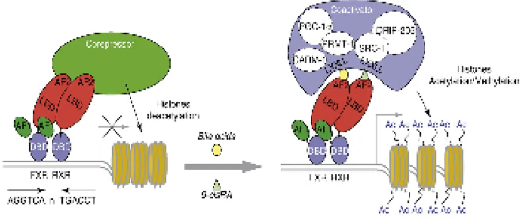Figure  3.  Coactivator  and  corepressor  complexes  are  involved  in  FXR  activation  and  repression,  respectively