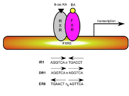 Figure 4. Upon ligand binding, FXR binds to FXR response elements (FXRE) of its target genes as a heterodimer with 