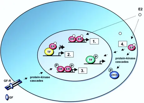 Figure 3: Schematic Illustration of ER Signaling Mechanisms. 1. Classical mechanism of ER  action