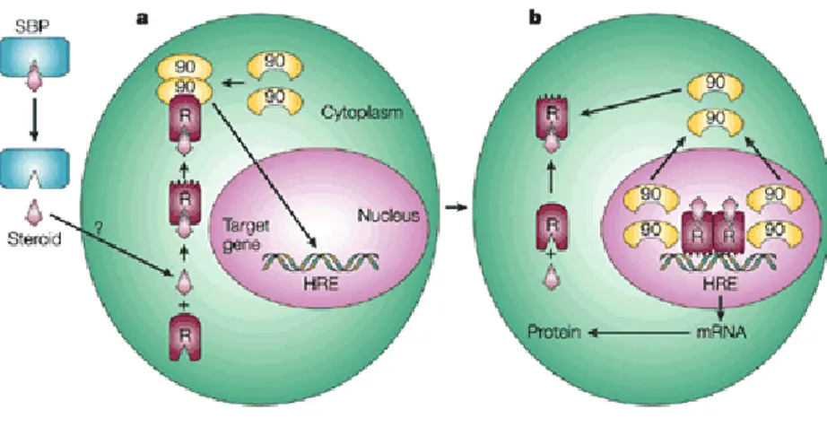 Figure 4: a  The extracellular steroid released from its circulating steroid-binding protein (SBP) is  transported  into  the  cytoplasm  of  the  target  cell  by  passive  diffusion  or  active  transport